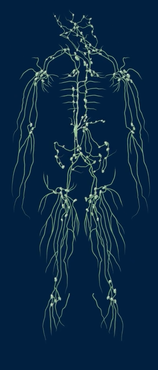 Lymphatic System